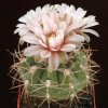 Gymnocalycium_weissianum